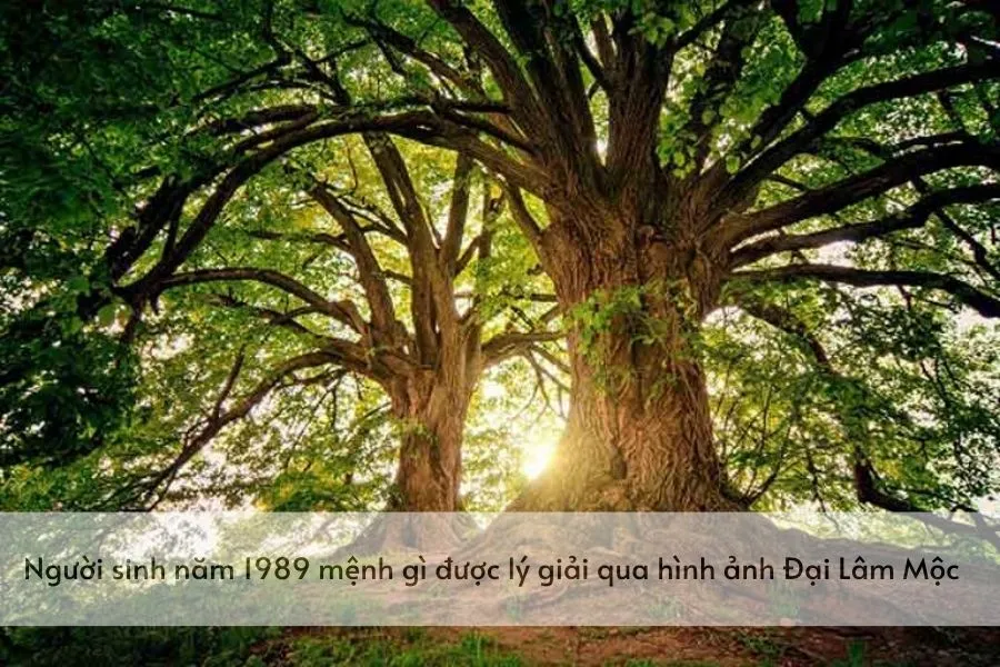 Xem Tuổi Làm Ăn 1989: Bí Quyết Kinh Doanh Thành Công Năm 2026 20 Giải mã ý nghĩa nạp âm Đại Lâm Mộc cho người sinh năm 1989