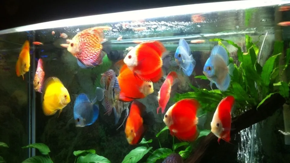 Mọi lứa tuổi mệnh Kim đều có thể tìm thấy loài cá phù hợp