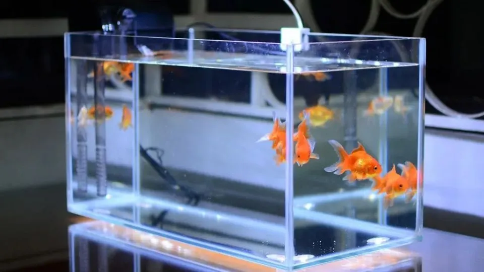 Hình dáng bể cá cũng là yếu tố quan trọng trong phong thủy