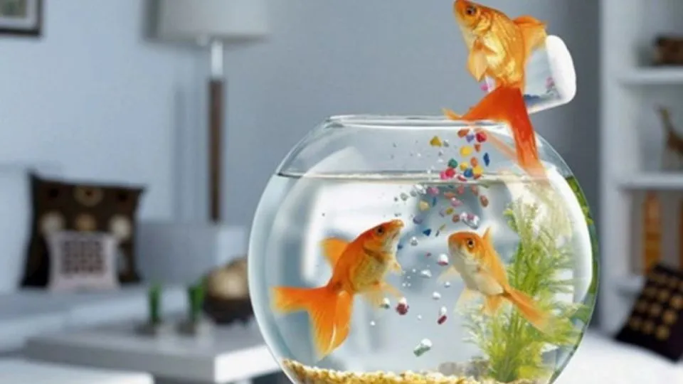 Kiểm tra kỹ thuật nuôi cá là nỗ lực cần thiết để duy trì phong thủy tốt