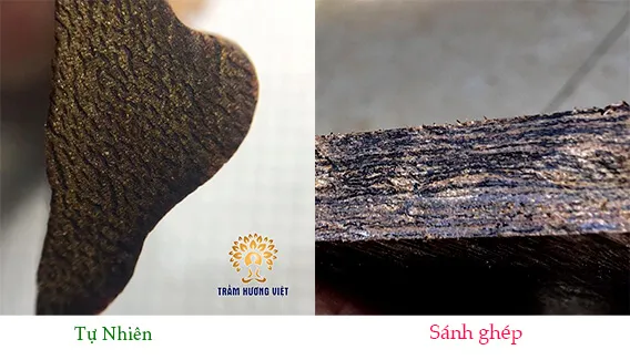 Phân biệt trầm tự nhiên và sánh ghép.