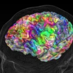 Có đúng là đến 25 tuổi não bộ con người mới phát triển toàn diện và đây là con số "thần thánh" quyết định độ trưởng thành? - Ảnh 1.