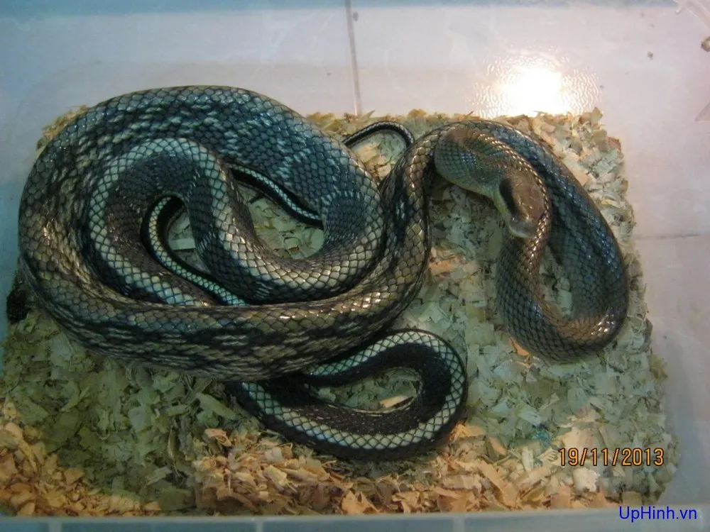 Sự khác biệt về độ trong và vân mây của thạch anh thật giúp người dùng an tâm về chất lượng