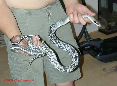 Quy trình thanh tẩy tượng rắn bằng nước sạch và năng lượng tự nhiên trước khi bài trí