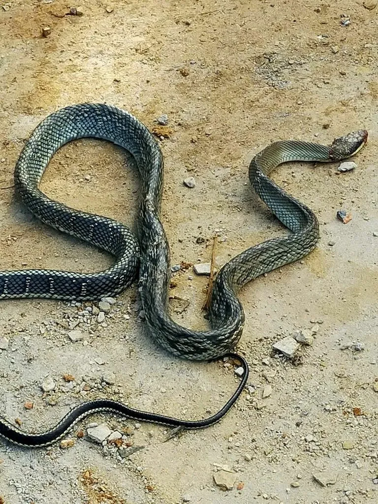 Mẫu tượng rắn thạch anh xanh mang ý nghĩa sinh sôi và phát triển bền vững cho gia chủ