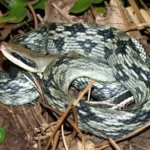 Linh vật rắn được điêu khắc tinh xảo từ khối đá thạch anh tự nhiên mang năng lượng tích cực