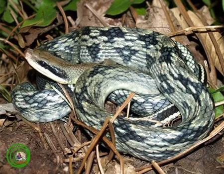 Linh vật rắn được điêu khắc tinh xảo từ khối đá thạch anh tự nhiên mang năng lượng tích cực