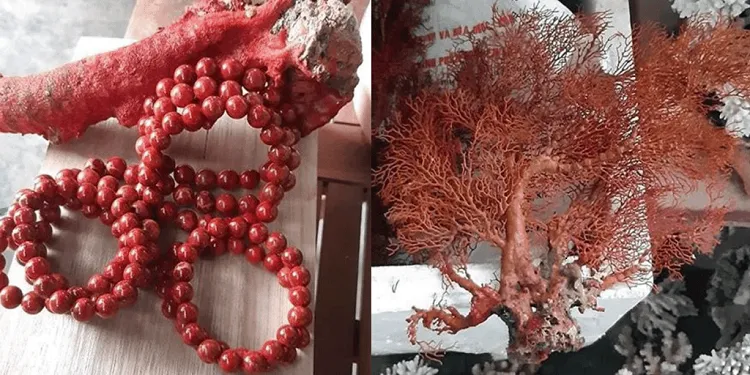 Cấu trúc tự nhiên của san hô đỏ với vân đặc trưng