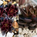 Cây sen đá nâu hợp với người mệnh kim