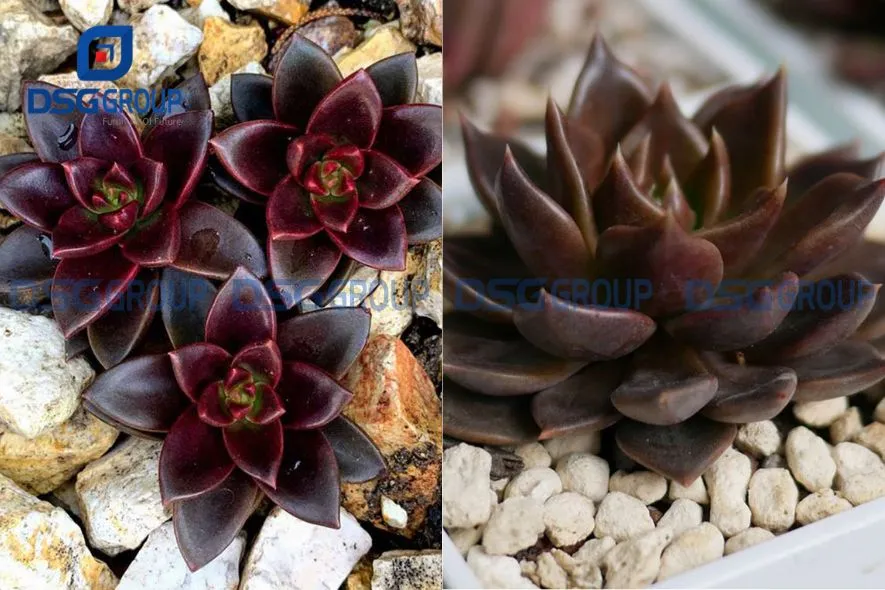 Cây sen đá nâu hợp với người mệnh kim