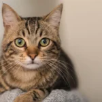 Sinh năm 1963 tuổi Quý Mão