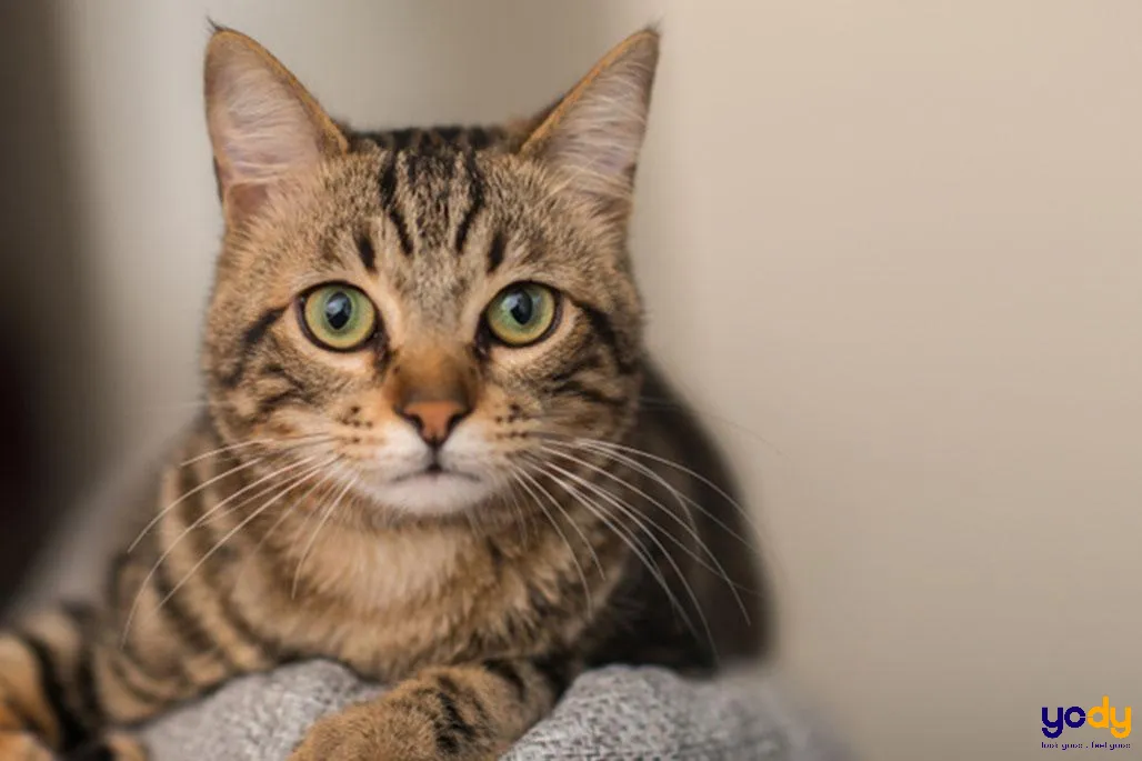 Sinh năm 1963 tuổi Quý Mão