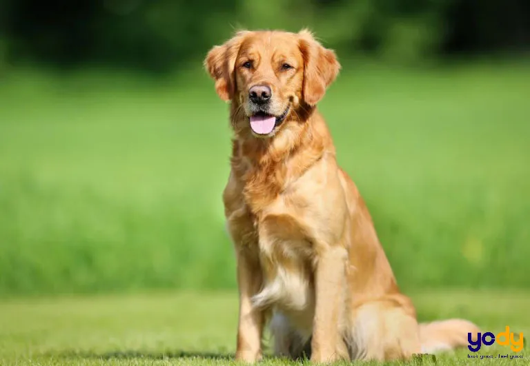 Tuổi hợp với Quý Mão