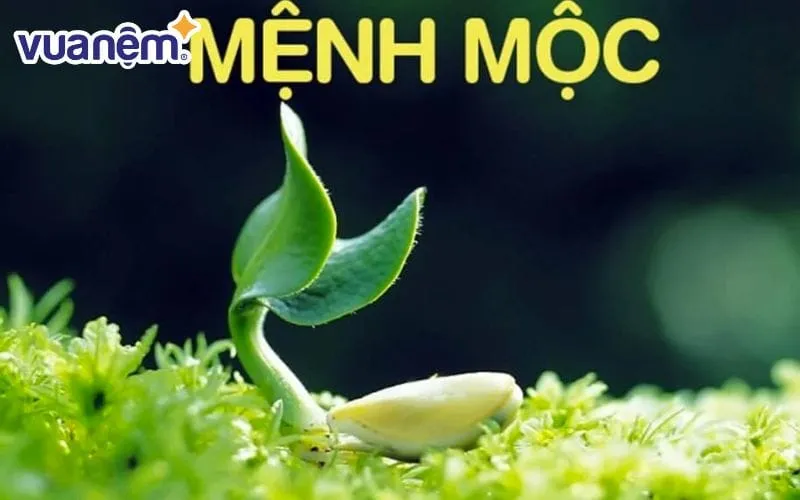 Tổng quan về mệnh Mộc