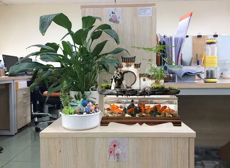Bể cá mini bài trí Văn Phòng làm việc