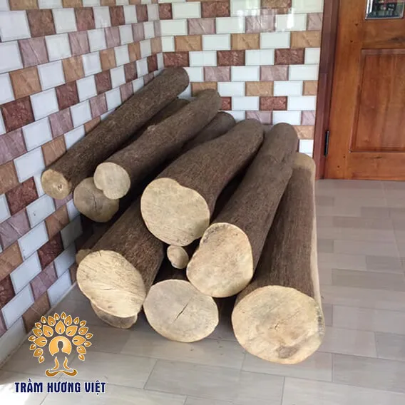 Trầm hương tốc bi – trầm tụ thành lớp mỏng ngoài thân cây