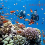 Lặn ngắm san hô hòa mình giữa dòng đại dương chắc chắn là trải nghiệm khó quên của tuổi trẻ đấy