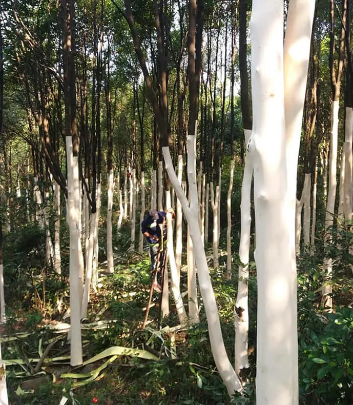 Cây dó bầu được lột lớp vỏ để quét chết phẩm tạo trầm sánh.