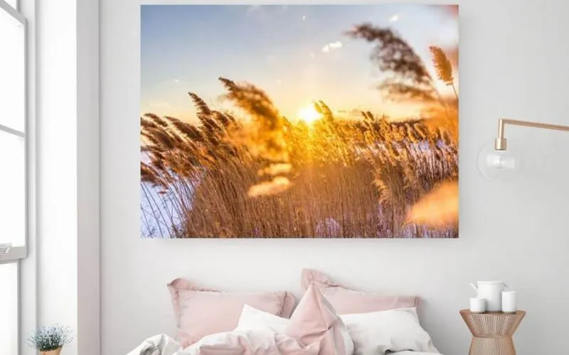 Tranh đồng cỏ lau rực rỡ dưới ánh mặt trời
