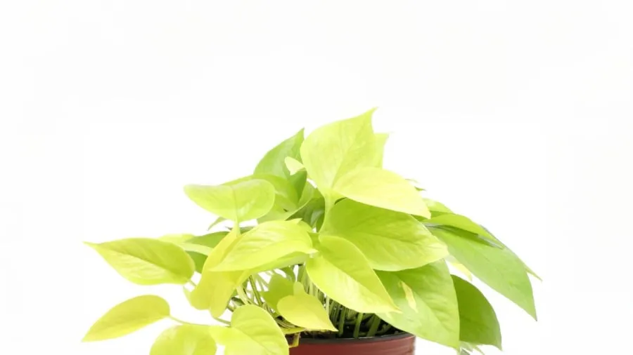 Trầu bà lá vàng hợp mệnh Thổ