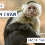 Bản đồ tử vi và vận trình của nam mạng tuổi Nhâm Thân 1992 trong năm Quý Mão