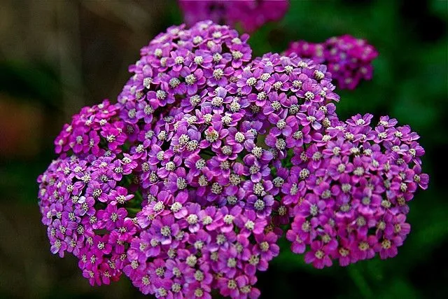 Tử vi ngày 6/4/2026: Tuổi Dậu tình duyên viên mãn, tuổi Tuất tìm được lối thoát