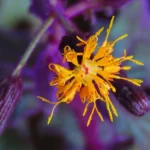 Người tuổi Tỵ đón tin vui tài lộc trong ngày 3/2/2026