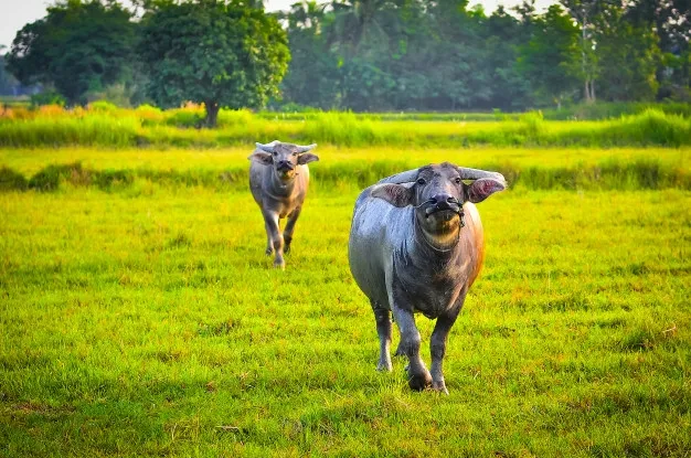 tu vi tuoi suu nam 2020 tam tai ngan buoc van dat thanh cong