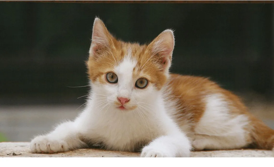 Màu sắc phong thủy hợp với tuổi Tân Mão 2011