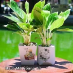 Cây cảnh phong thủy giúp gia chủ tuổi Tý mệnh Kim tăng cường vận khí