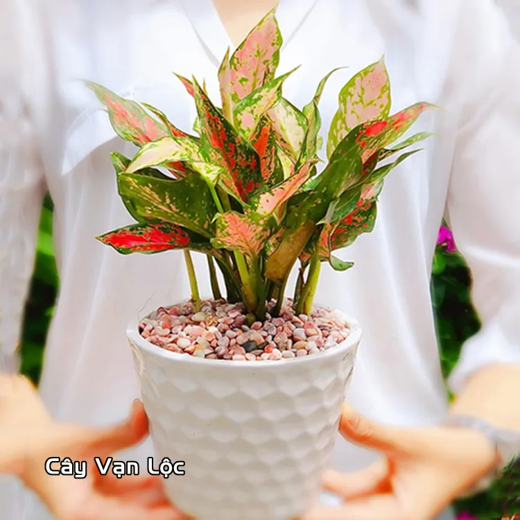 Cây phong thủy hợp mệnh Hỏa cho tuổi Mậu Tý