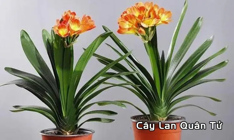 Cây phong thủy cho người mệnh Thổ tuổi Canh Tý