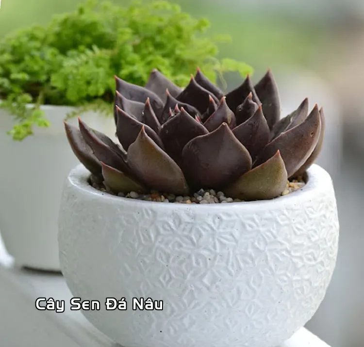 Cây phong thủy cho người mệnh Mộc tuổi Nhâm Tý