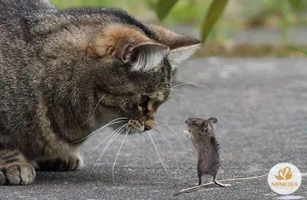 Tuổi Tý khắc với tuổi gì?