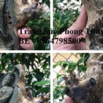 Tượng San Hô Đen