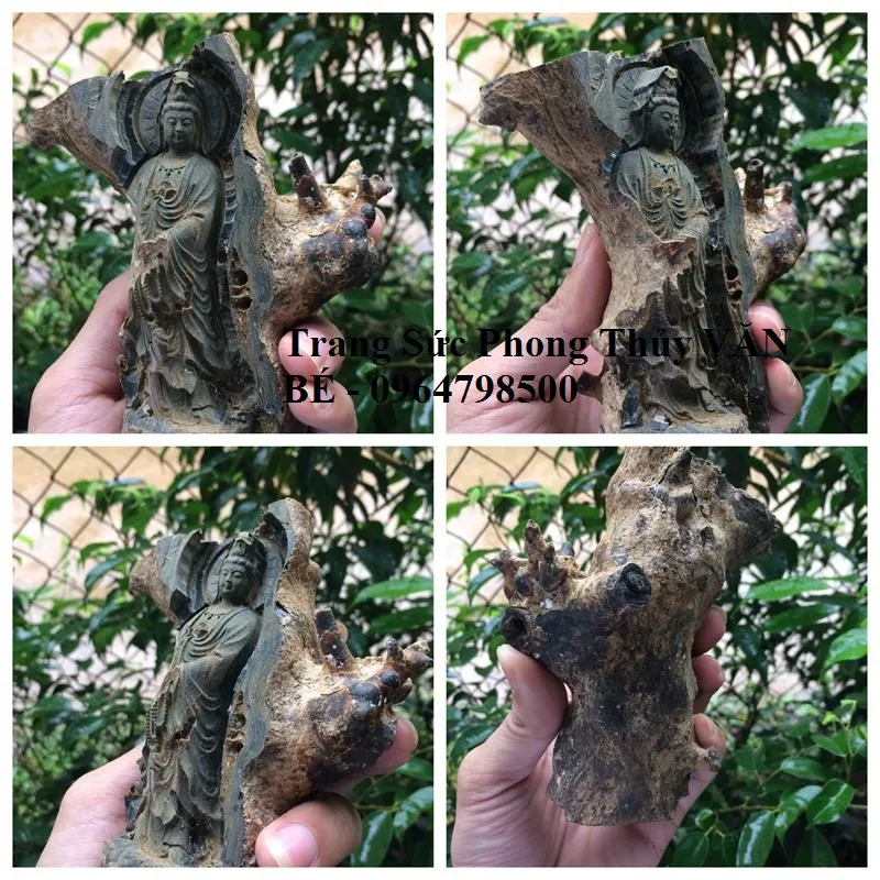 Tượng San Hô Đen