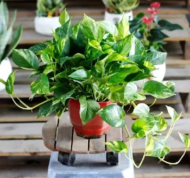 Váº¡n NiÃªn Thanh