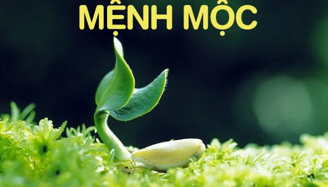 Đặc điểm tính cách của người mệnh Mộc và mệnh Thổ