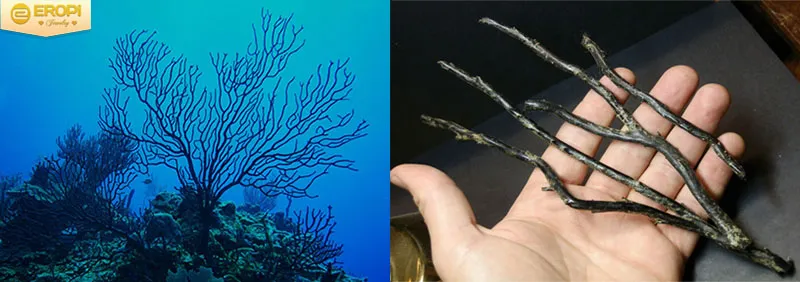 San hô đen có nhiều ứng dụng trong y học.