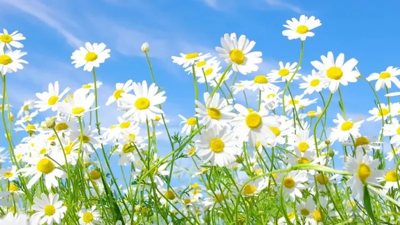 Hoa cúc đại đóa xanh cho mệnh Mộc