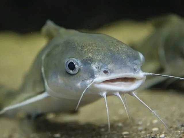 Câu cá không được trong mơ nhắc nhở cần kiên nhẫn