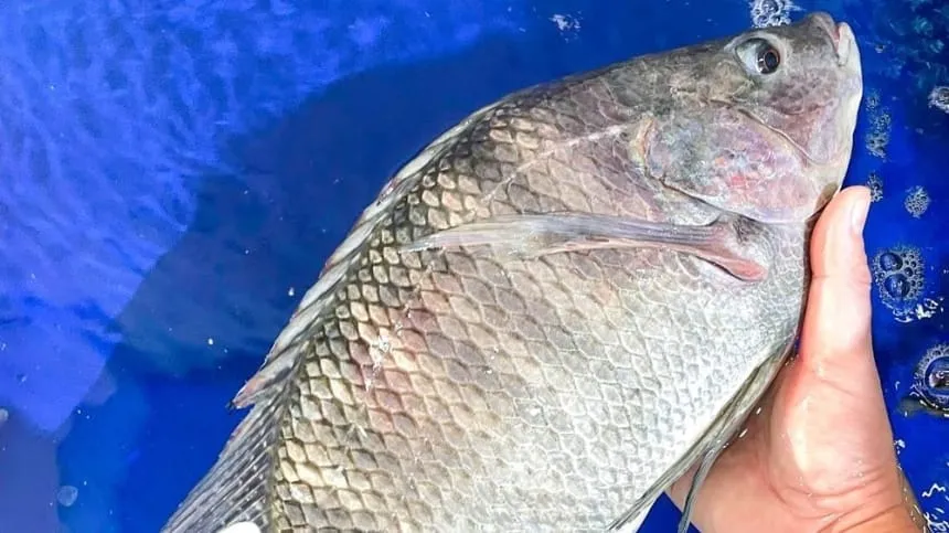 Ý nghĩa tâm linh của giấc mơ thấy cá rô