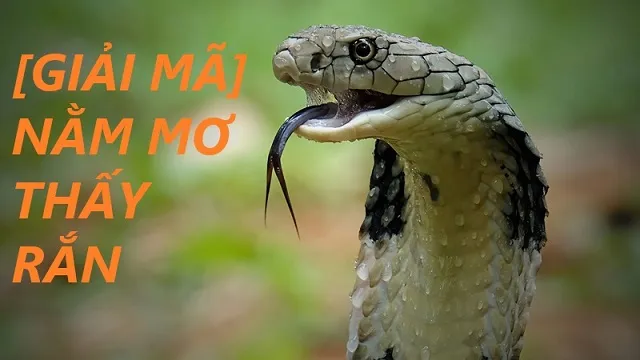 Ý nghĩa về giấc mơ thấy giết rắn là gì?