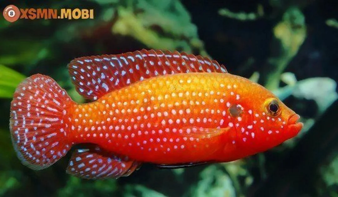ảnh minh họa giải mã giấc mơ thấy cá đánh đề con gì