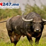 bang so de nam mo thay con trau danh de con gi