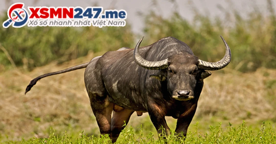 bang so de nam mo thay con trau danh de con gi