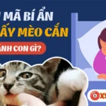 bang tra nam mo thay meo can danh so may theo tung tinh huong