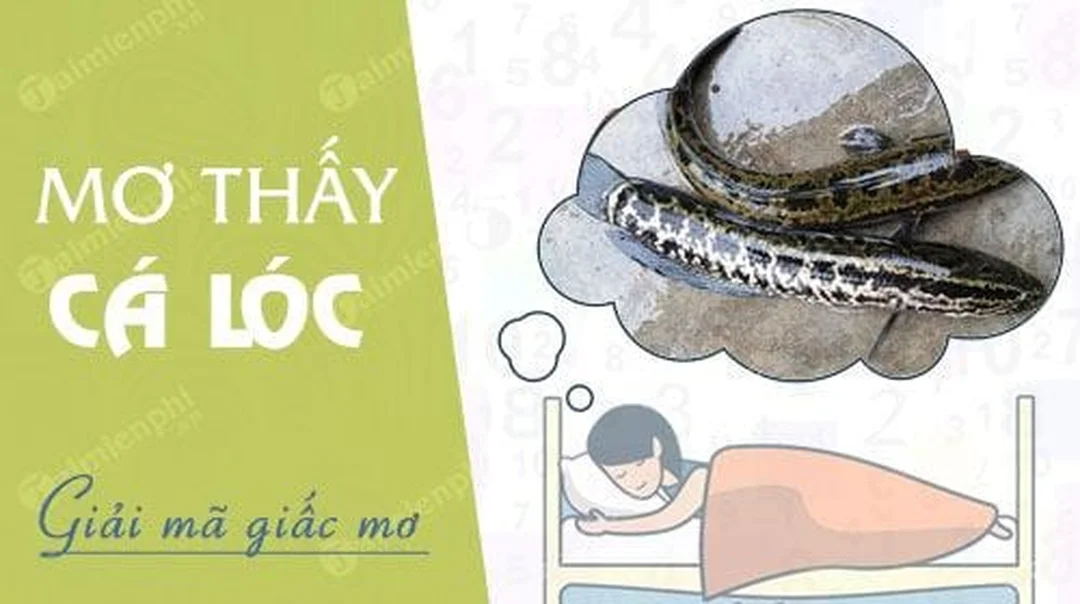 Cách chọn số khi mơ thấy con cá lóc đánh số mấy theo chi tiết giấc mơ