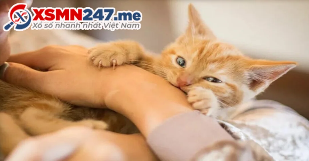 Cách đối chiếu nằm mơ thấy mèo cắn với cảm xúc và sự việc thực tế