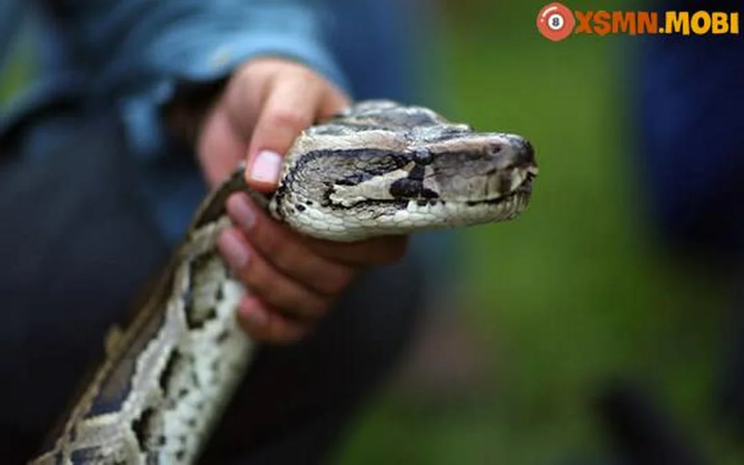 Cách tự giải mã giấc mơ thấy bắt rắn